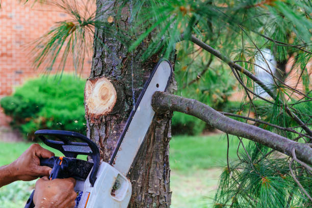 Best Emergency Storm Tree Removal  in Haskell, OK